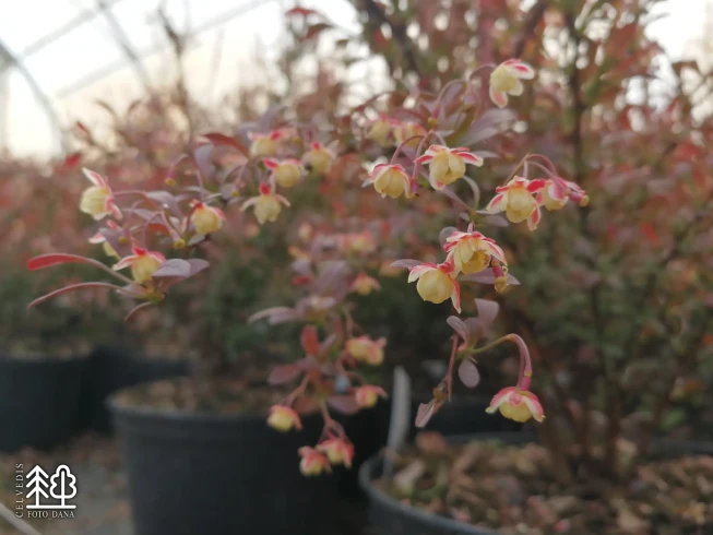 Berberis thunbergii   'Red Dream'